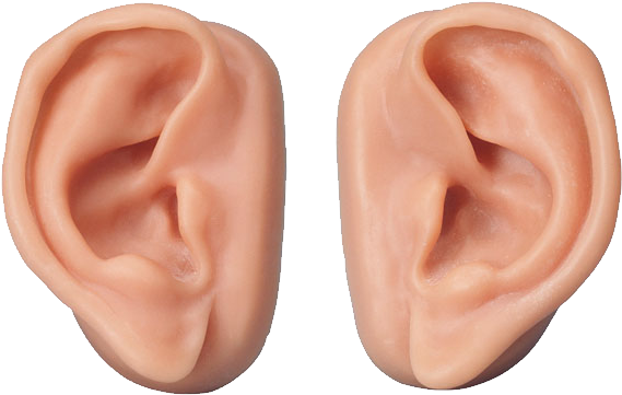 Human Ears Pair Isolated