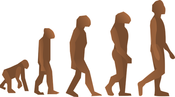 Human Evolution Sequence