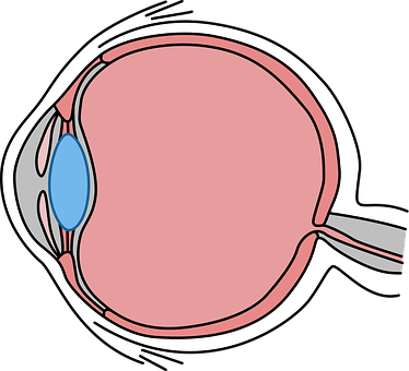 Human Eye Anatomy Illustration