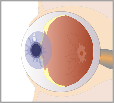 Human Eye Anatomy Illustration