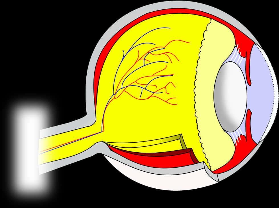 Human Eye Anatomy Illustration