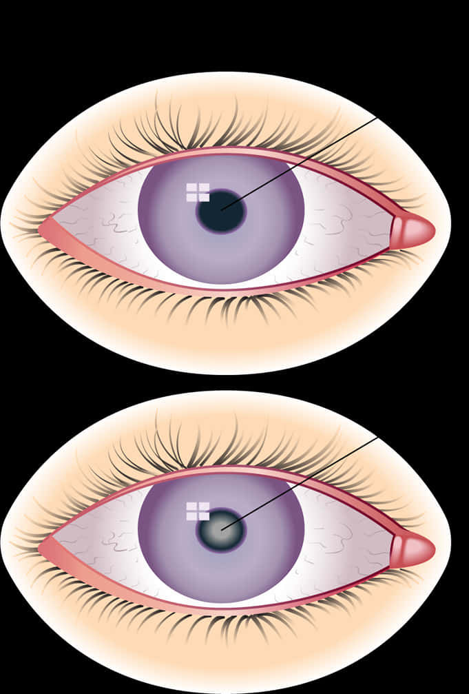 Human Eye Anatomy Illustration