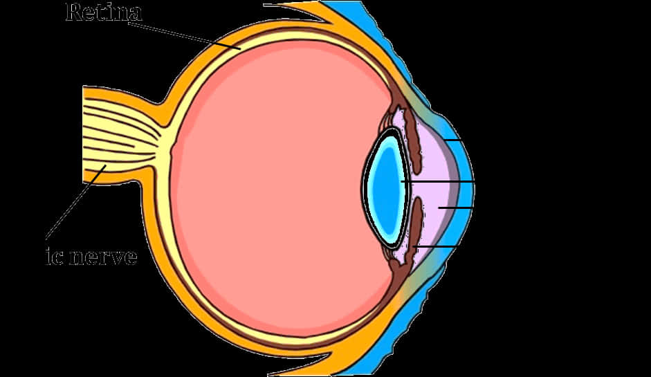 Human Eye Anatomy Illustration
