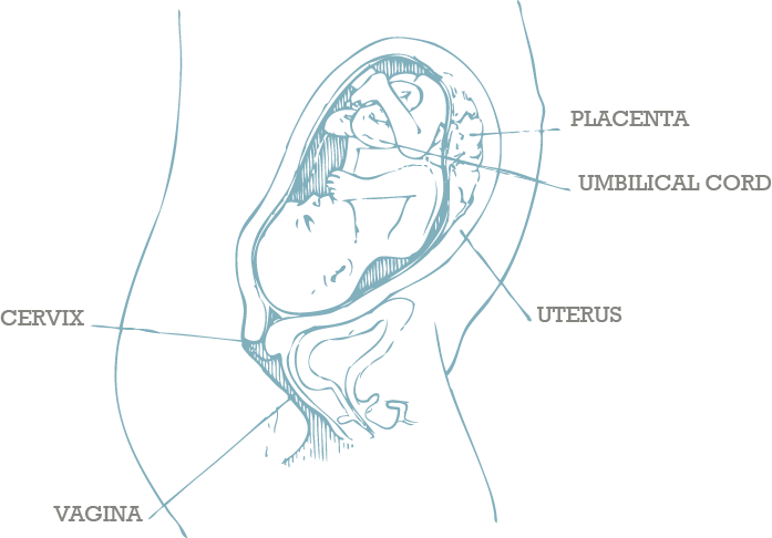 Human Fetal Development Diagram