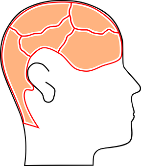 Human Head Profilewith Brain Outline