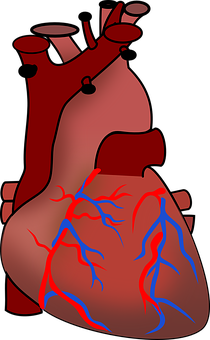 Human Heart Anatomy Illustration