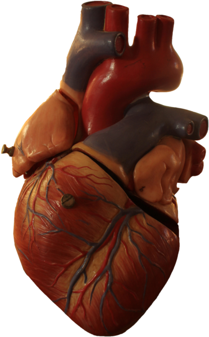 Human Heart Anatomy Model