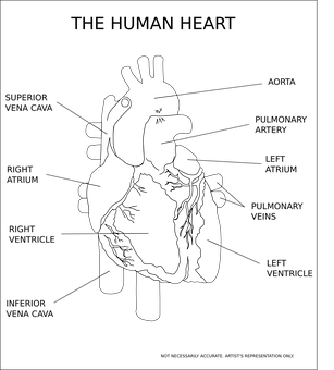 Human Heart Illustration Black Background