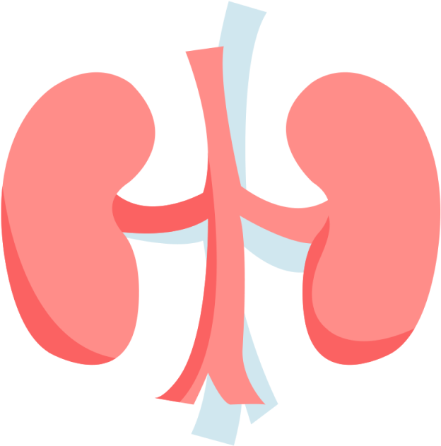 Human Kidney Anatomy Illustration