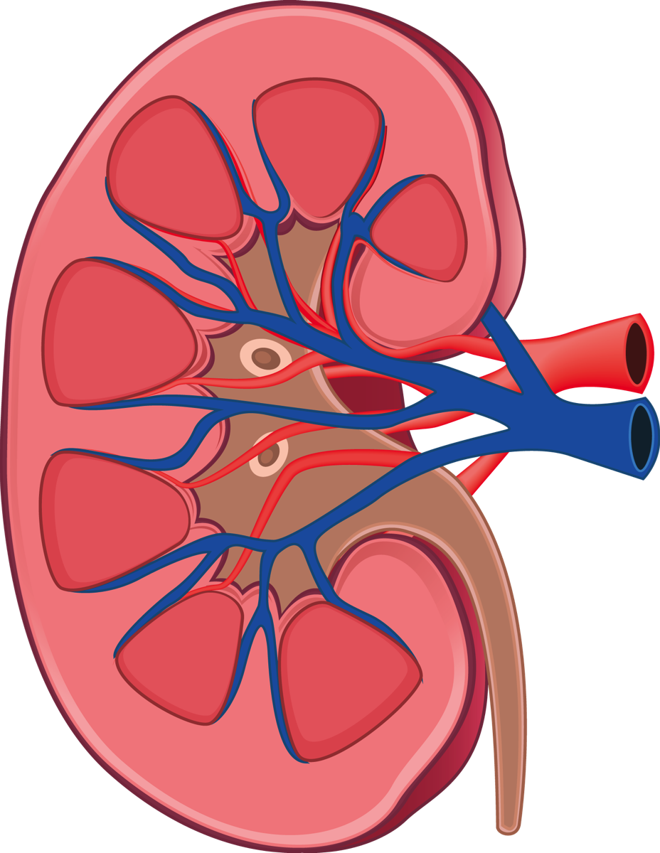 Human Kidney Anatomy Illustration