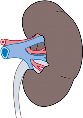 Human Kidney Anatomy Illustration