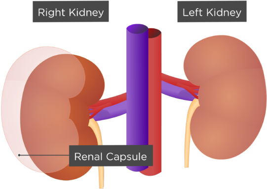 Human Kidney Anatomy Illustration