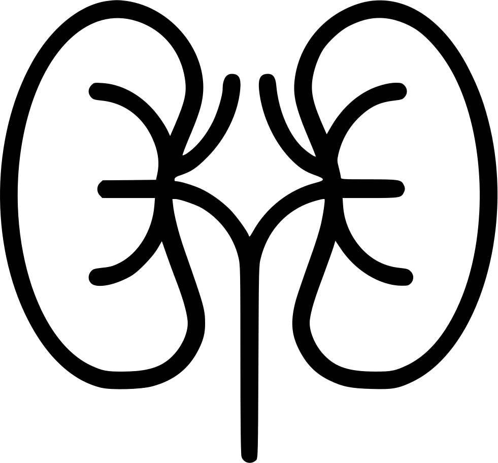 Human Kidney Anatomy Illustration