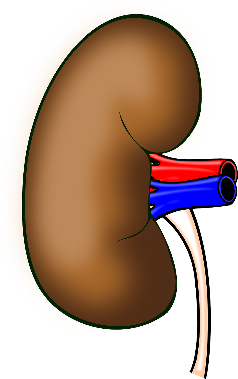 Human Kidney Anatomy Illustration