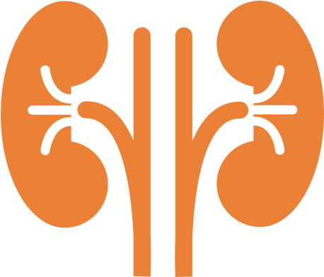 Human Kidney Anatomy Illustration