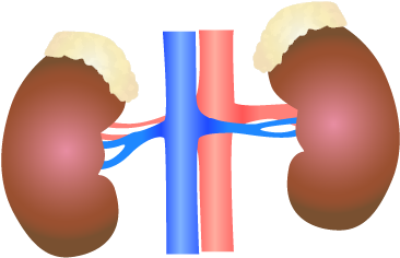 Human Kidney Anatomy Illustration