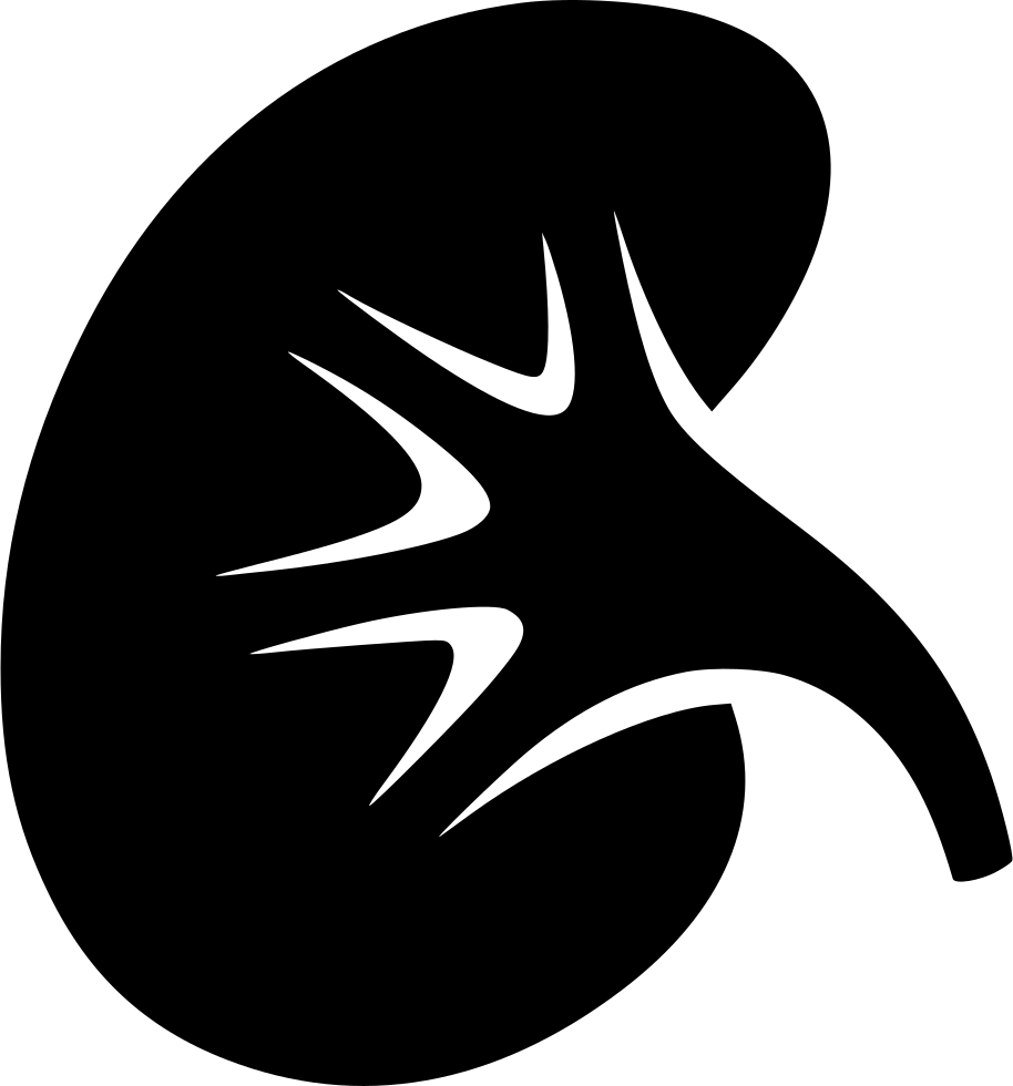 Human Kidney Icon Silhouette