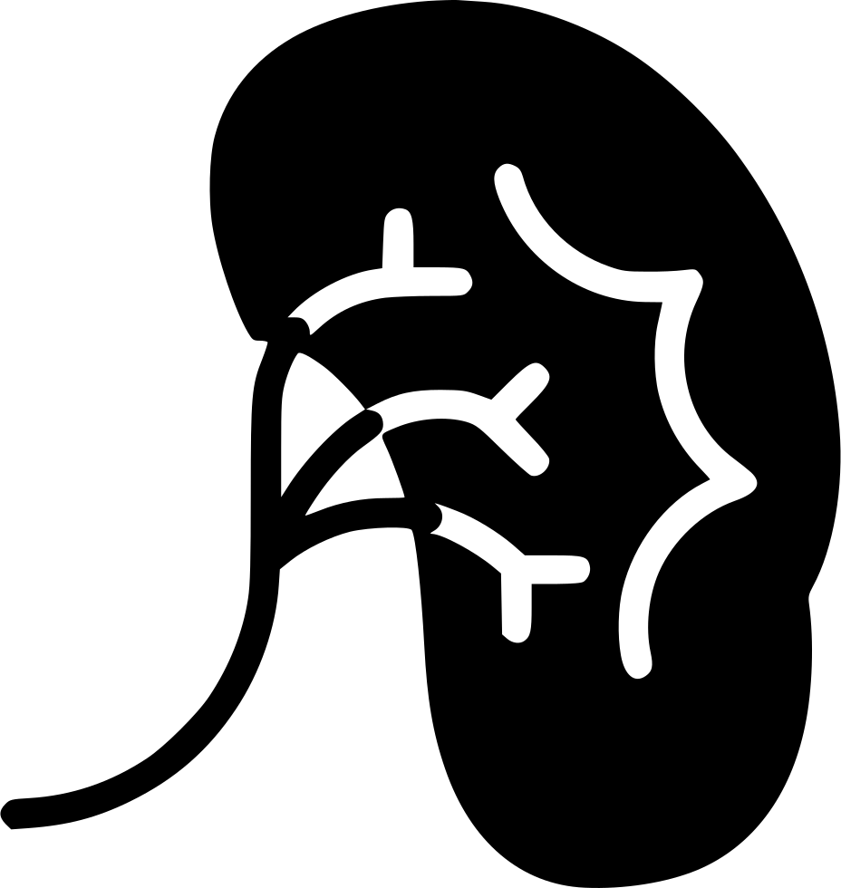 Human Kidney Outline Graphic