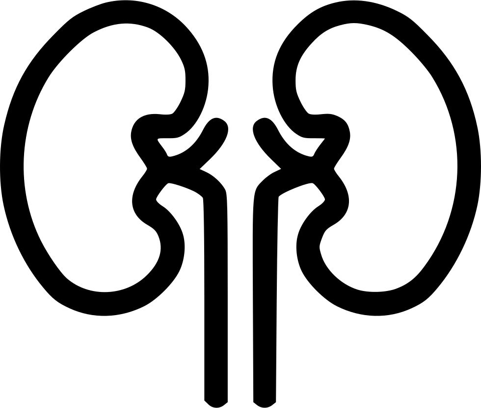 Human Kidney Outline Graphic