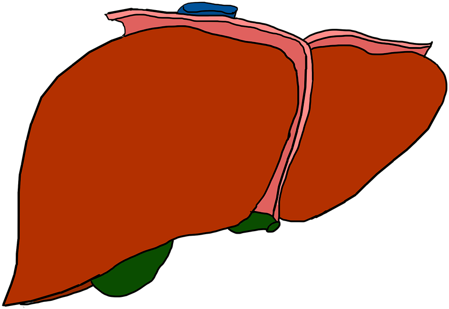 Human Liver Anatomy Illustration