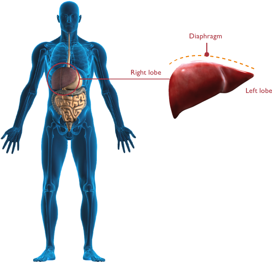 Human Liver Anatomy Illustration