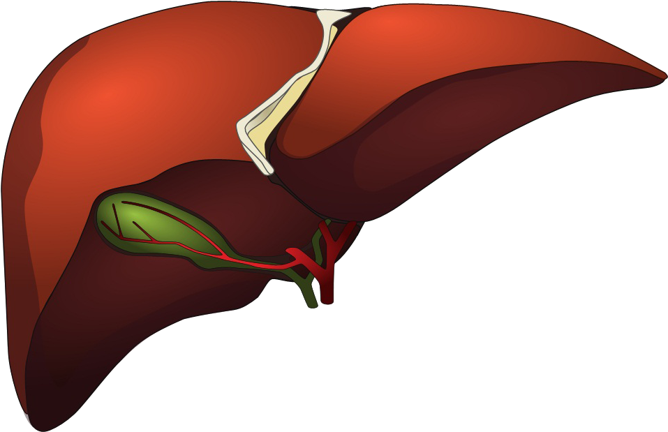 Human Liver Anatomy Illustration