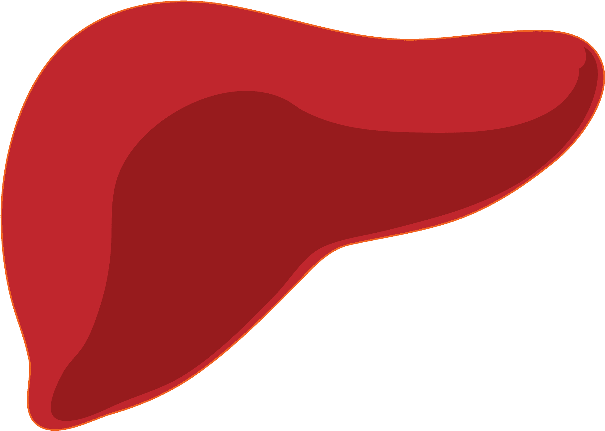 Human Liver Illustration.png | PNGpix.com