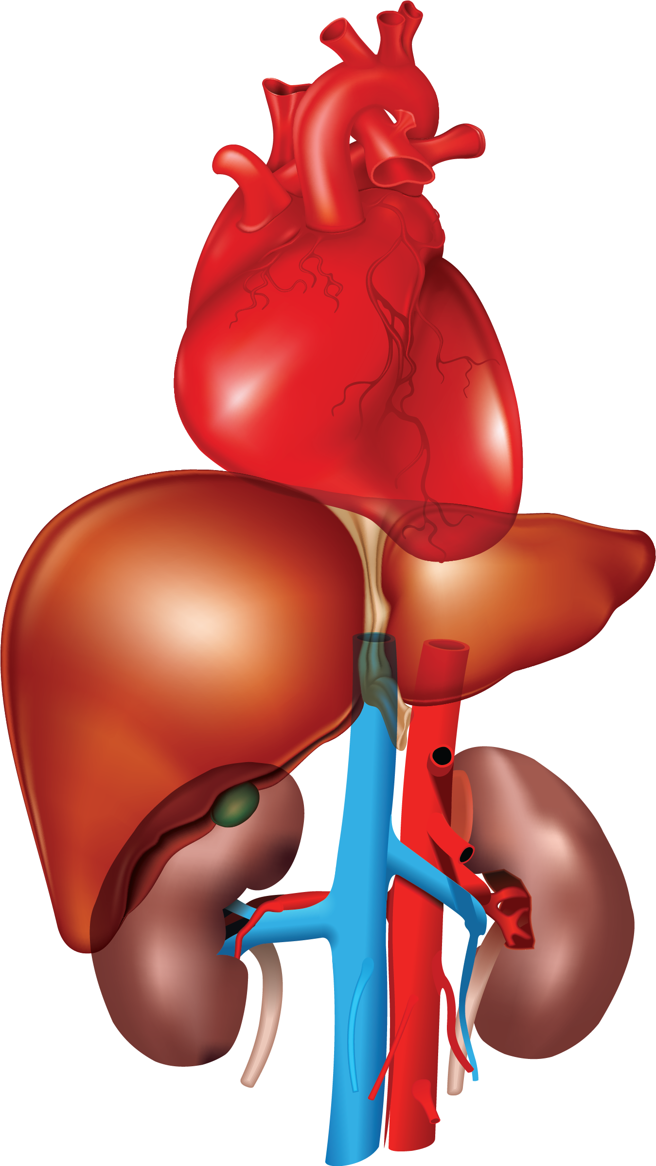 Human Liverand Heart Anatomy