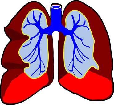 Human Lung Anatomy Illustration