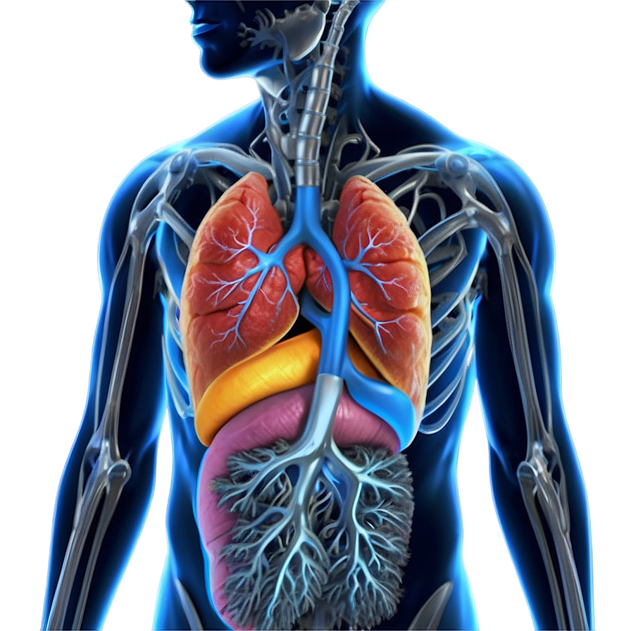 Human Lung Diagram Png 69