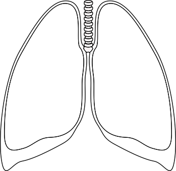 Human Lungs Diagram Simple