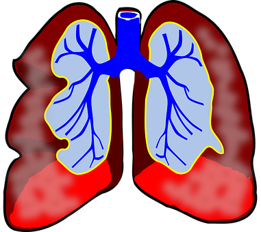 Human Lungs Illustration