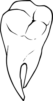 Human Molar Tooth Drawing