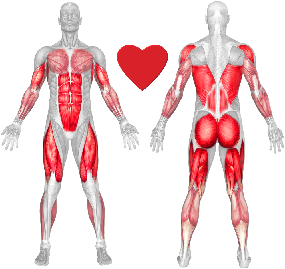 Human Muscle Anatomy Frontand Back View