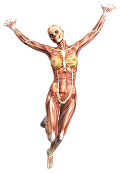 Human_ Muscular_ System_ Anatomy