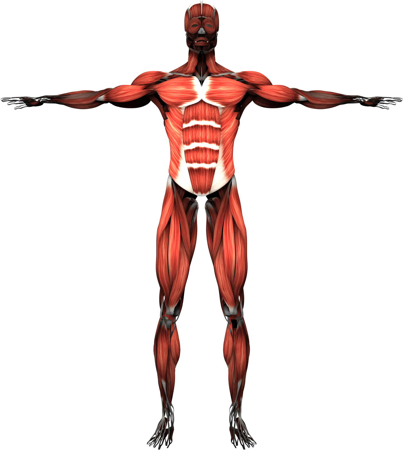 Human Muscular System Front View