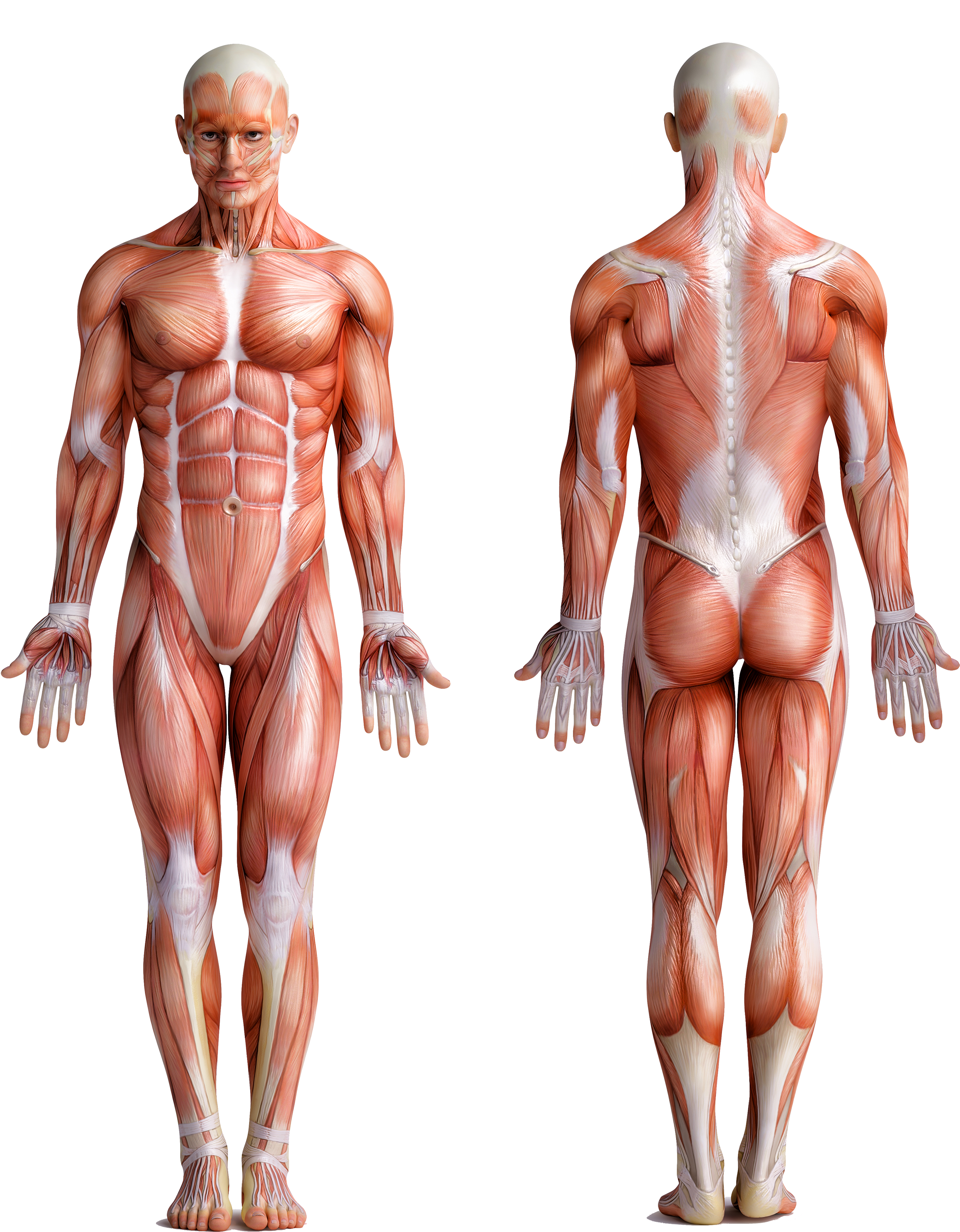 Human Muscular System Frontand Back View