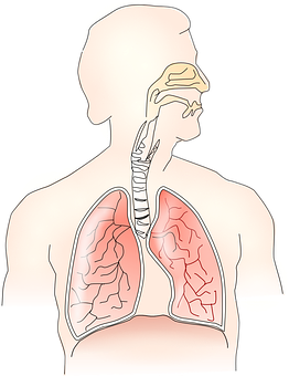 Human_ Respiratory_ System_ Anatomy