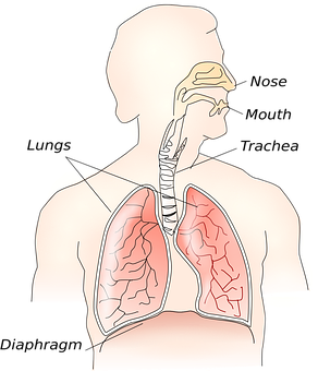 Human Respiratory System Illustration