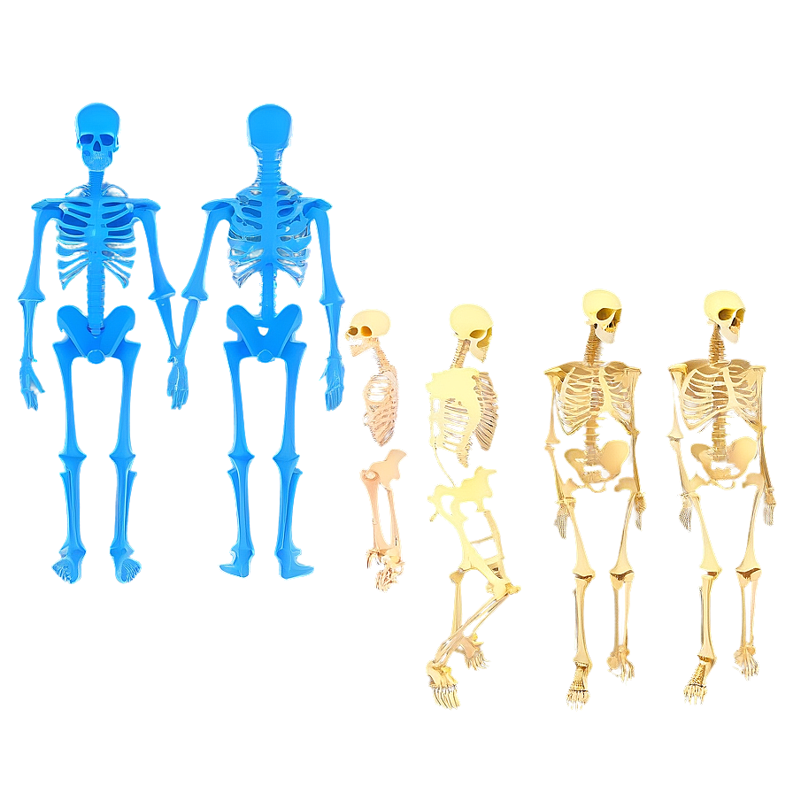 Human Skeletal System Diagram Png 98