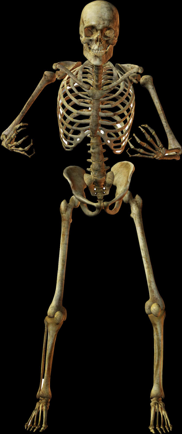 Human Skeleton Anatomy