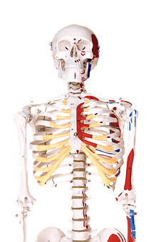 Human Skeleton Anatomy Education