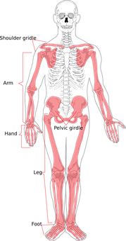 Human Skeleton Anatomy Illustration