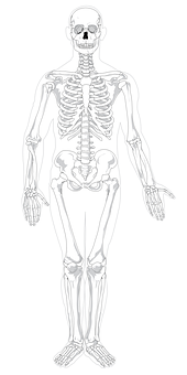 Human Skeleton Anatomy Illustration