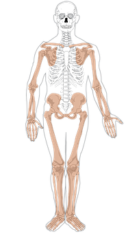 Human Skeleton Anatomy Illustration