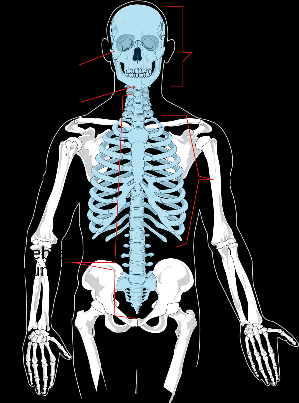 Human Skeleton Anatomy Illustration