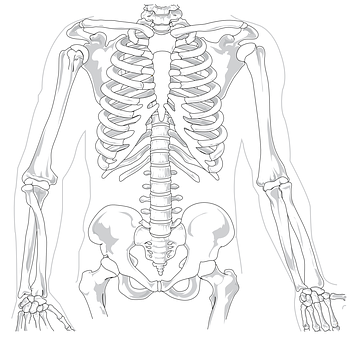 Human Skeleton Anatomy Illustration