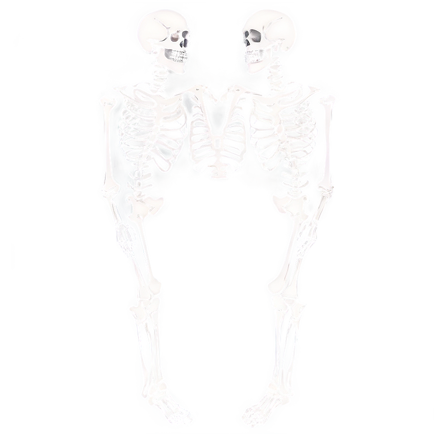 Human Skeleton Artistic Interpretation Png 47