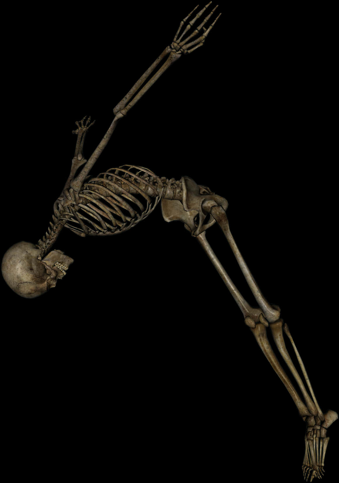 Human Skeleton Black Background