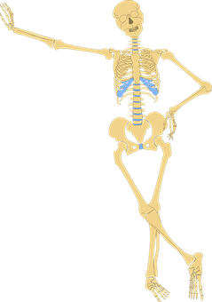 Human Skeleton Illustration